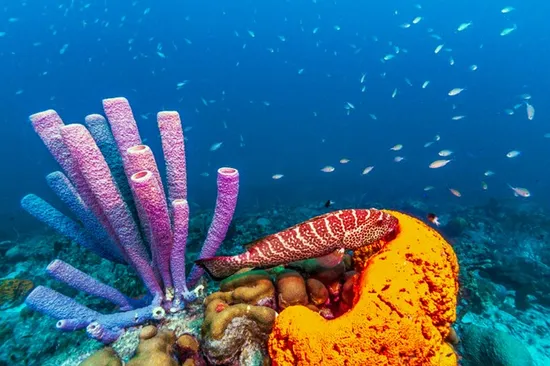 Fish swimming past coral and marine sponge.