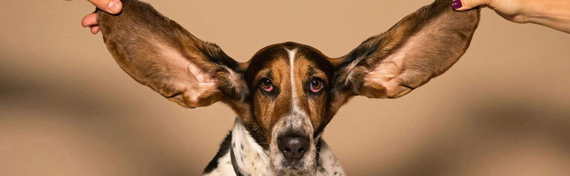 A dog with it's ears pulled out to 