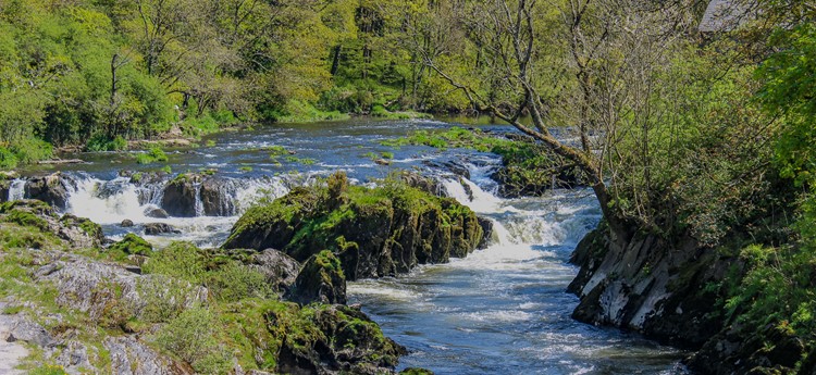 Picture of the river Teifi showing a flowing water current surrounded by lush green landscape