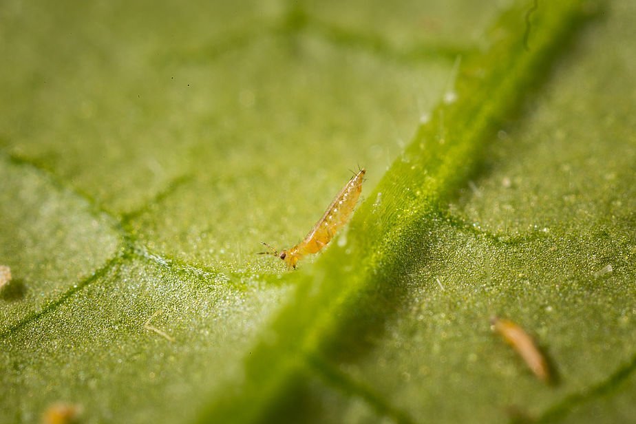 Control Thrips with Beneficial Insects and nematodes – Bugs for