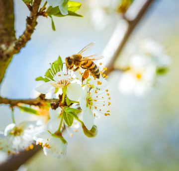 Bees on trees