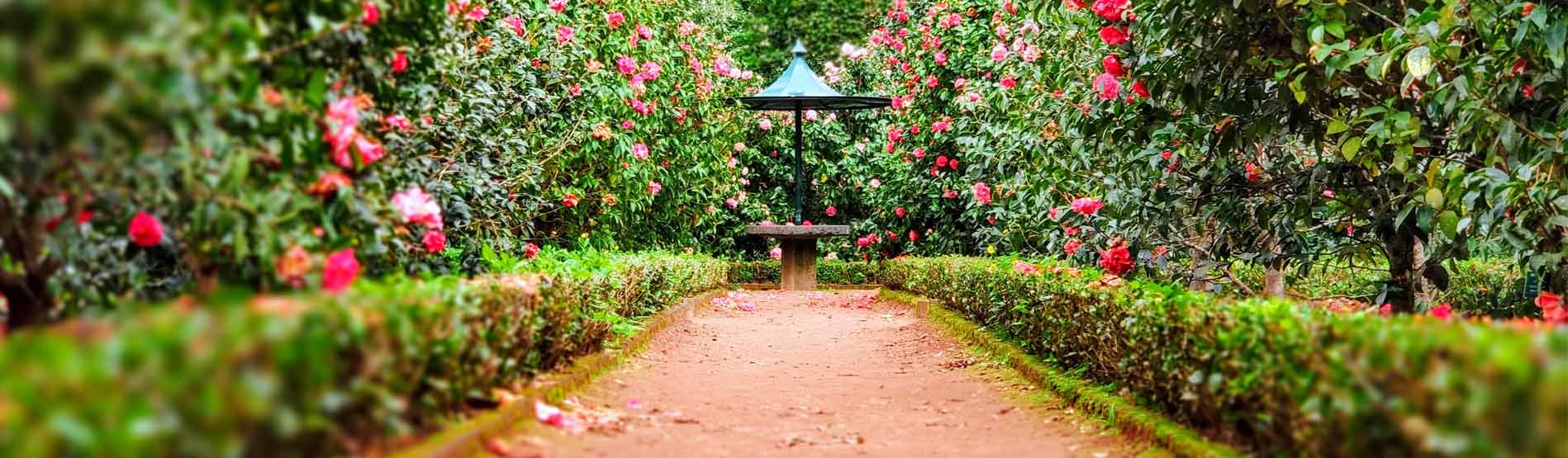 image of the garden with flowers