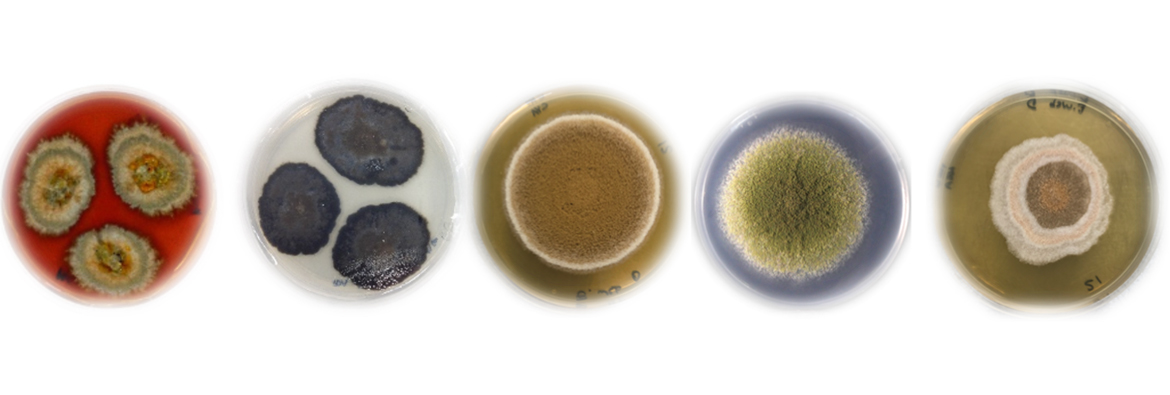 Various fungi in petri dishes