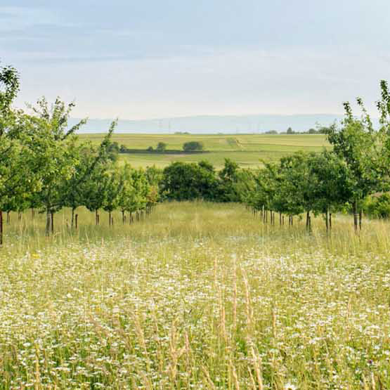 Image of a field with trees