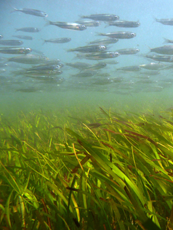 seagrass