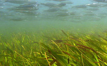 Seagrass