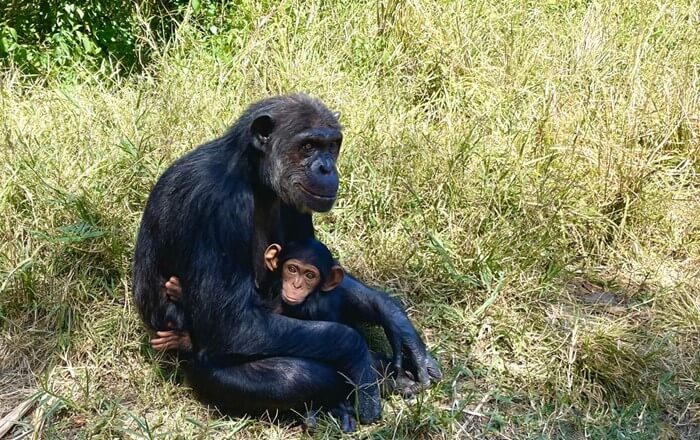 Llun o fam tsimpansî a'i baban. Credyd: Dr Robert Shave, UBC Okanagan.