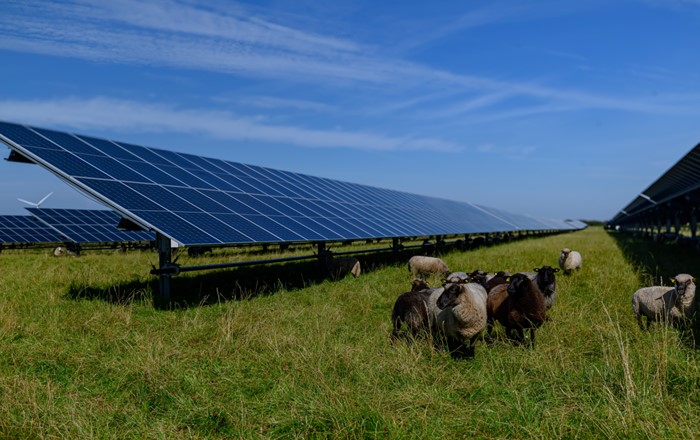 Llun yn dangos cae gyda phaneli solar. O dan y paneli, mae defaid yn pori. (Credyd: Shutterstock - Snapshot freddy)