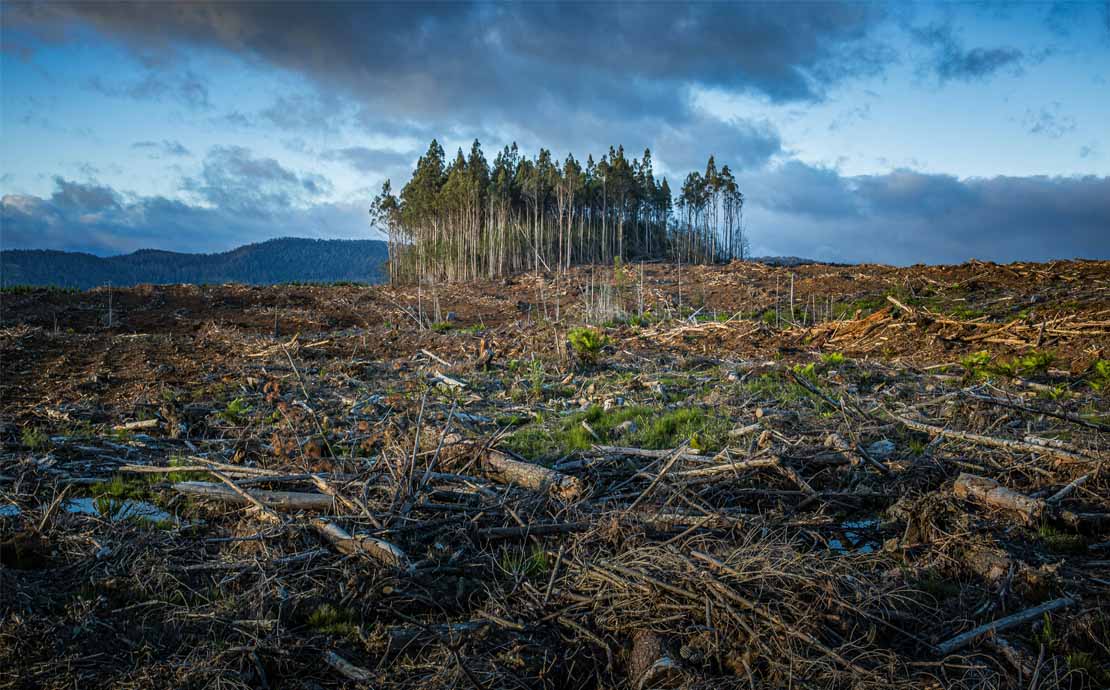 An image showing deforestation