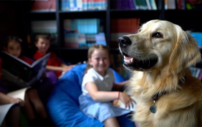 A photo of school dog Barney (Oldcastle Primary School)