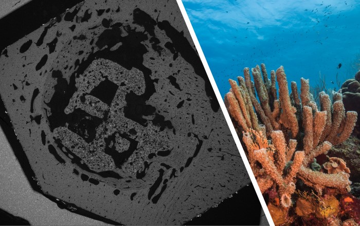 (Left) An image of a 3D-printed material implanted in vivo for 4 weeks. (Right) A photo of coral.