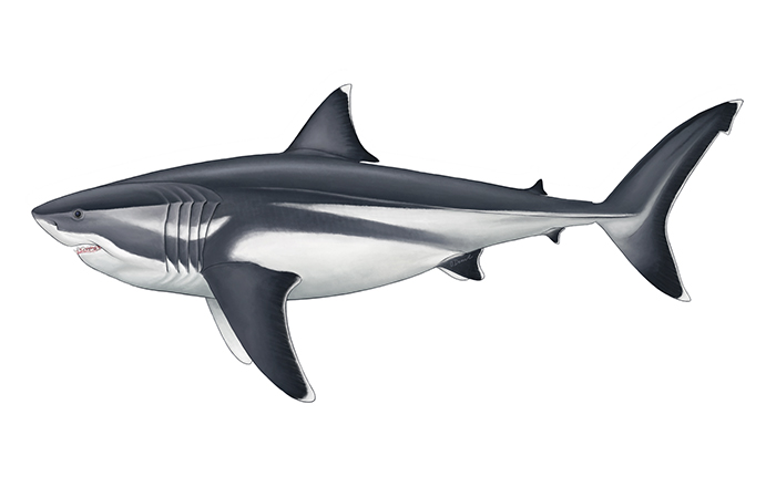 2021: Research reveals how teeth functioned and evolved in giant mega-sharks, School of Biological Sciences