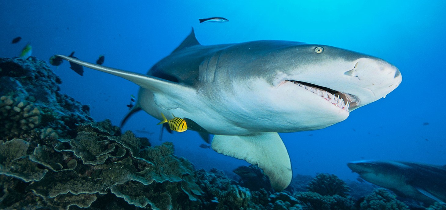 Shark swimming underwater with fish. Credit: Alexis Rosenfeld.