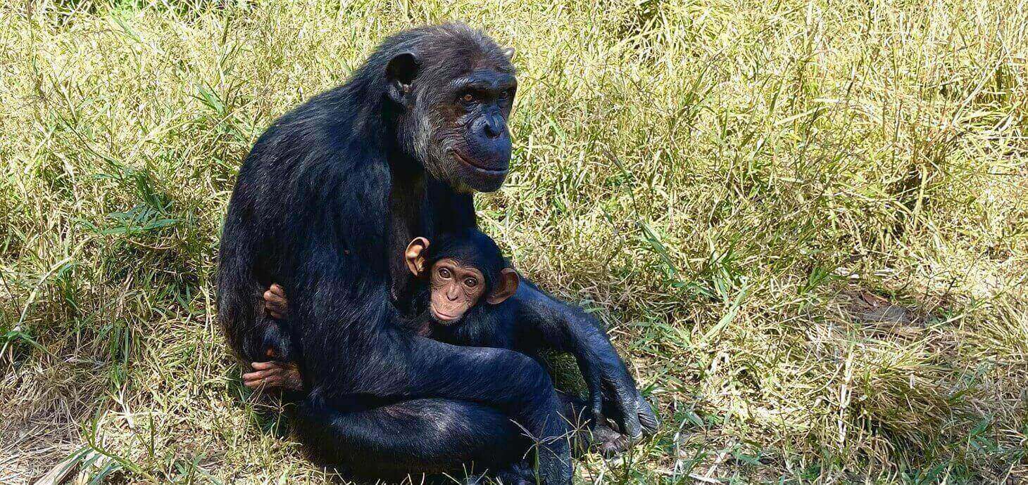 A photo of a baby chimpanzee sitting on the lap of an adult chimpanzee. Credit: Dr Robert Shave, UBC Okanagan.