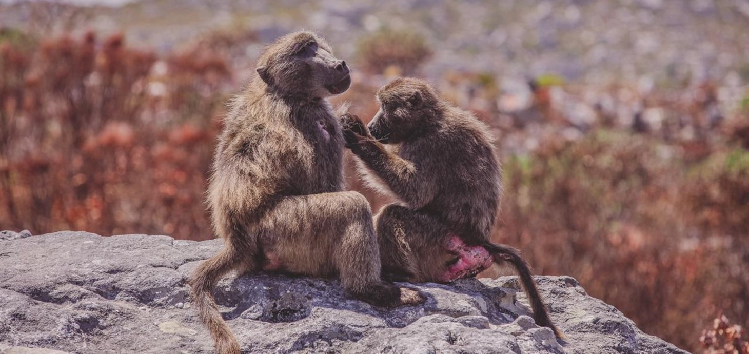 A female chacma baboon grooms a male on the Cape Peninsula, South Africa © Charl Steenkamp.