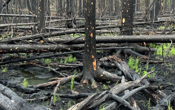 Charred remains of a tree in a wood