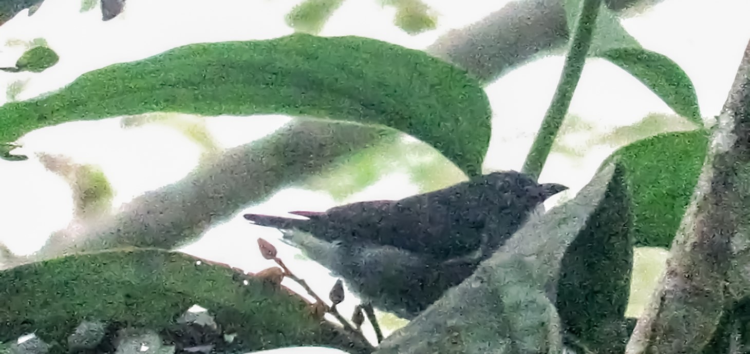 Picture of a black, white and grey bird on a branch among leaves. 