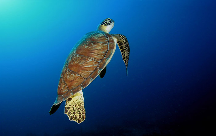 A green turtle comes up for air. Credit: R. D. and B. S. Kirkby.