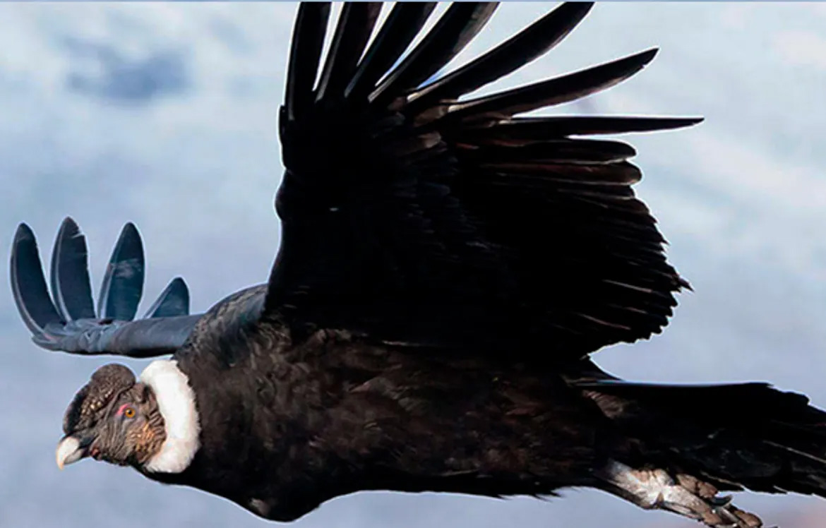 A condor in flight