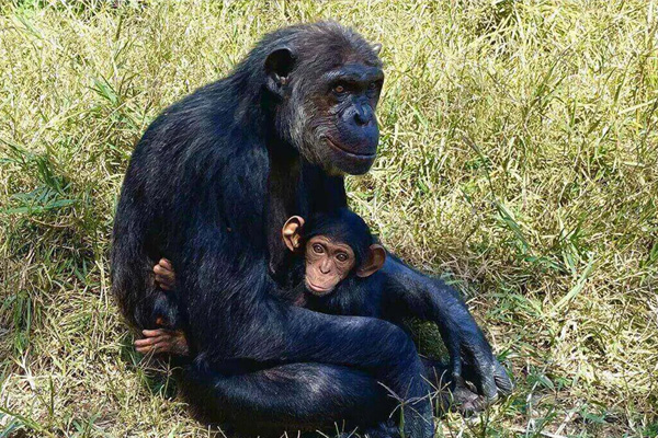 A mother and baby chimpanzee