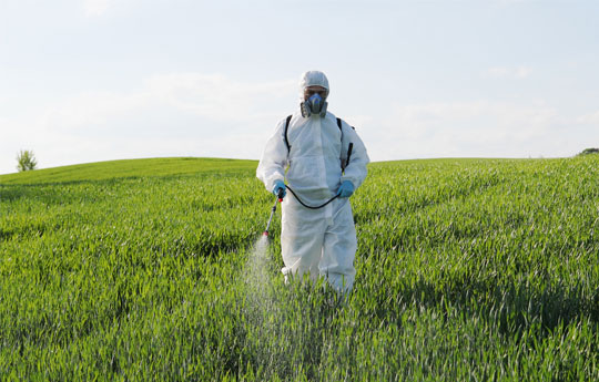 Person spraying crops with pesticide