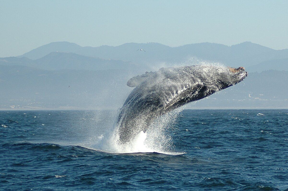 whale in the sea